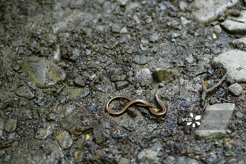 喀尔巴阡山脉的蛇免版税库存照片图片素材