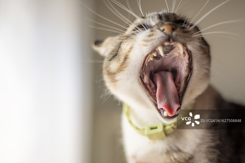 家养小猫张开嘴，露出舌头和尖牙图片素材