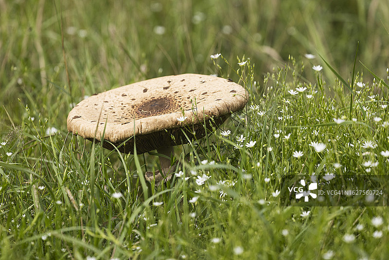 大伞菇图片素材