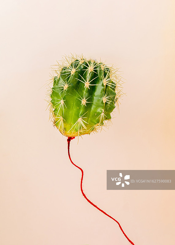 漂浮的气球仙人掌概念图图片素材