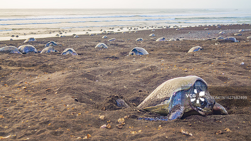 丽龟在哥斯达黎加海滩筑巢图片素材