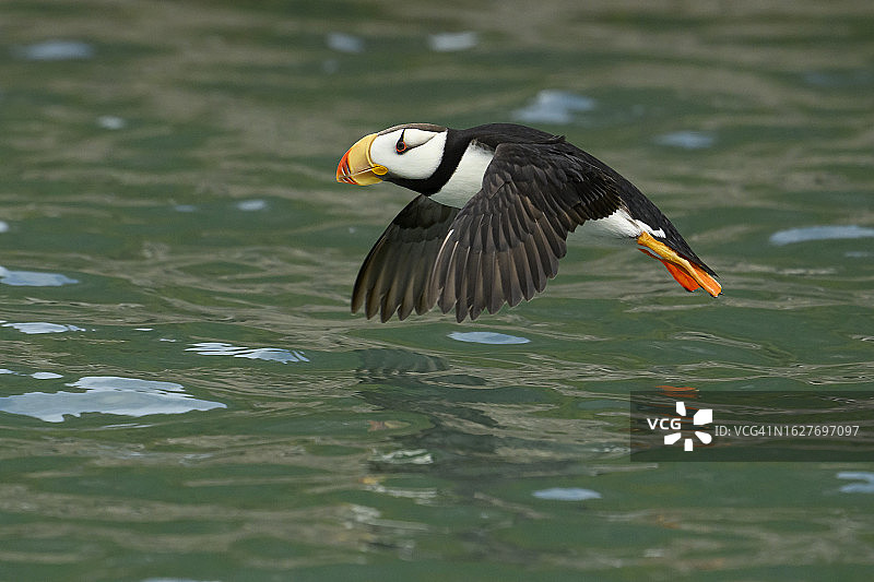 飞翔中的角海鹦图片素材