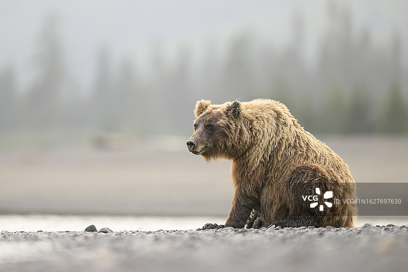等待鲑鱼的大型棕熊母猪图片素材