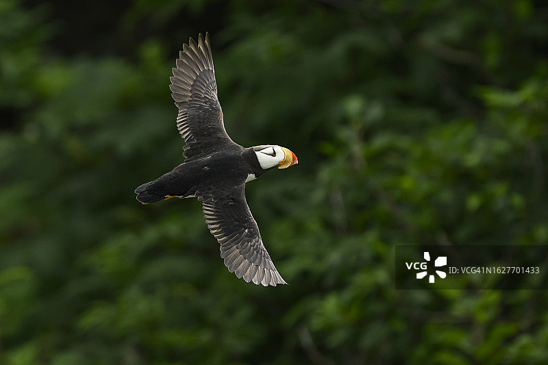 飞翔中的角海鹦图片素材