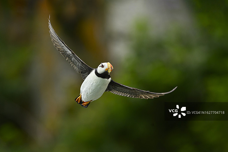 飞翔中的角海鹦图片素材