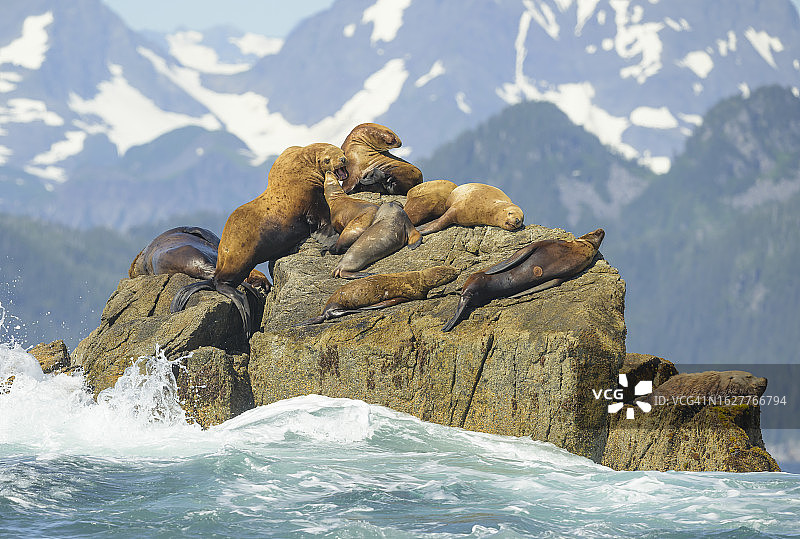 海狮拖运图片素材