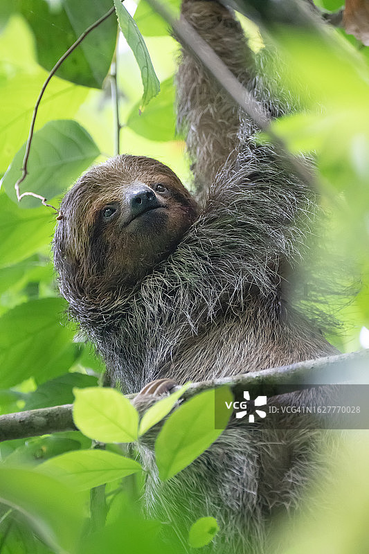 雨林树冠中的三趾树懒图片素材