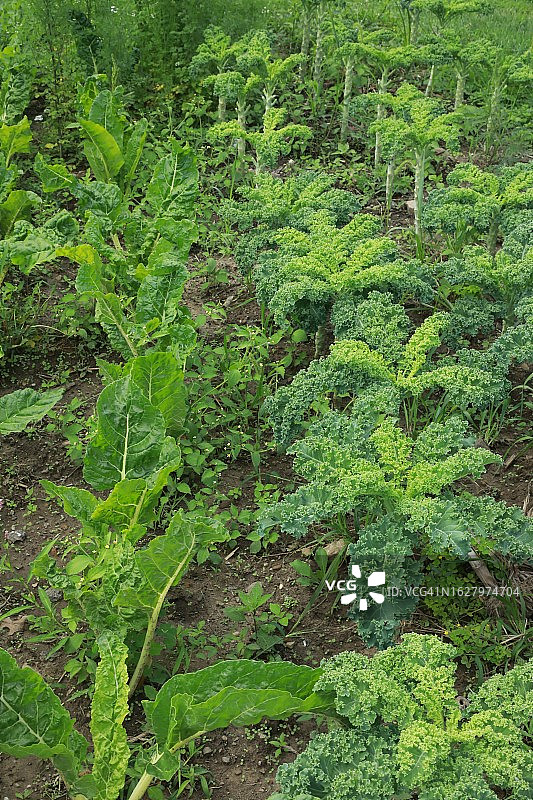 有机花园中的蔬菜图片素材