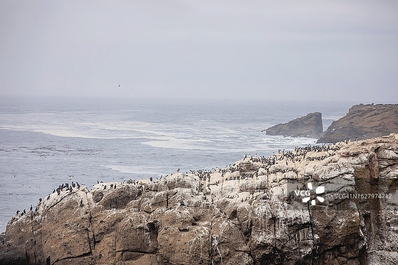 迪波湾海鸦图片素材