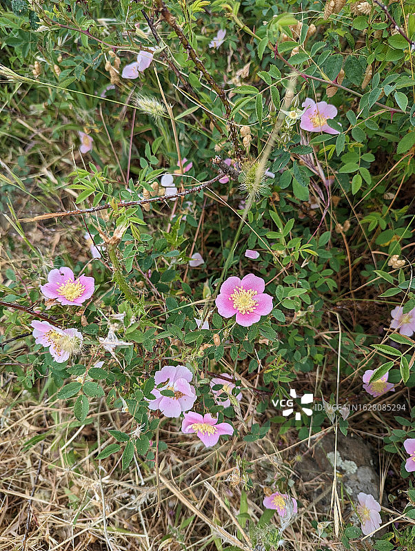 野生加州地玫瑰图片素材