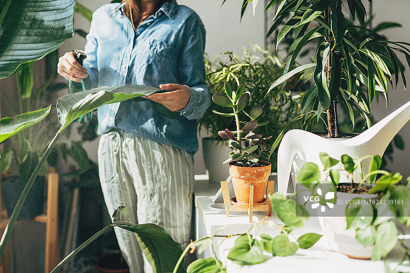 女人用瓶子里的清水喷洒花盆里的植物。特写手持喷雾器。呵护室内植物，在窗台上种植菜园。植物爱好者，家庭园艺图片素材
