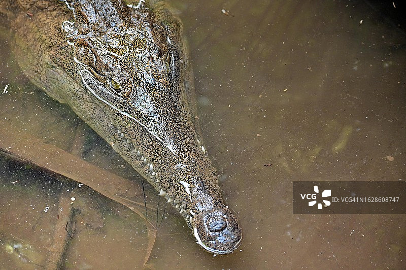 澳大利亚淡水鳄图片素材
