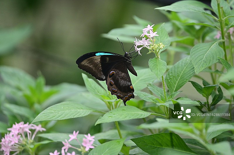 澳大利亚热带昆士兰州的尤利西斯蓝凤蝶图片素材
