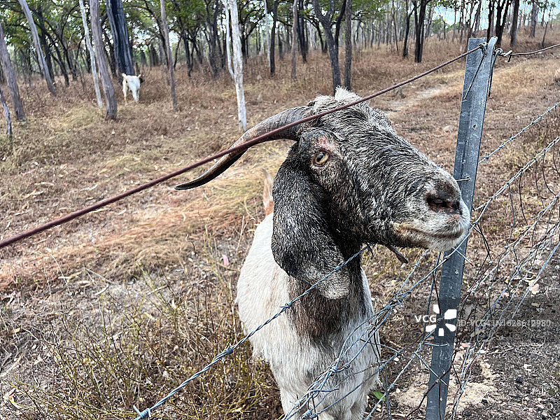 山羊养殖场里的雄性山羊图片素材