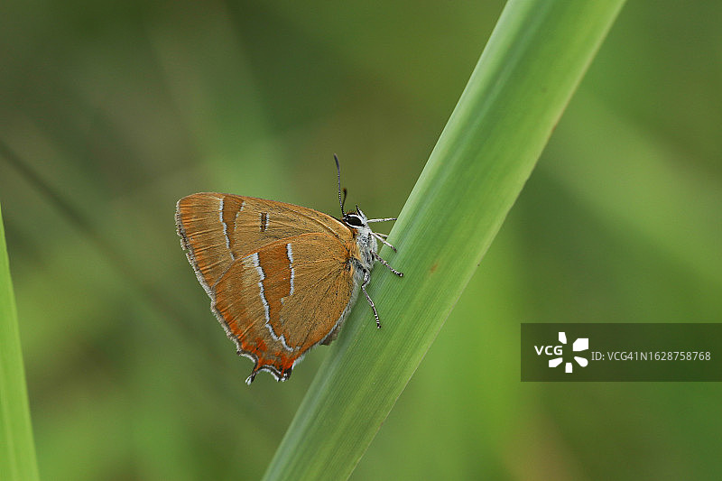 栖息在草叶上的稀有褐纹蝶图片素材
