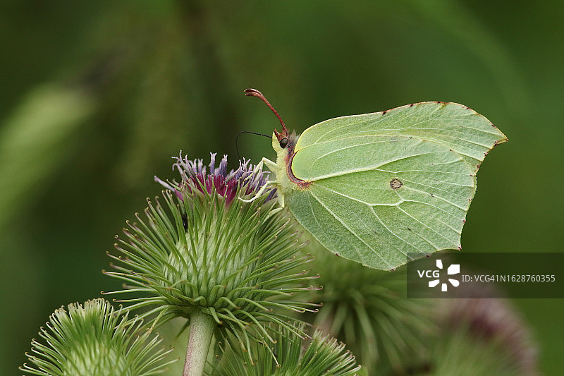 一只漂亮的粉蝶在牛蒡花上采蜜图片素材