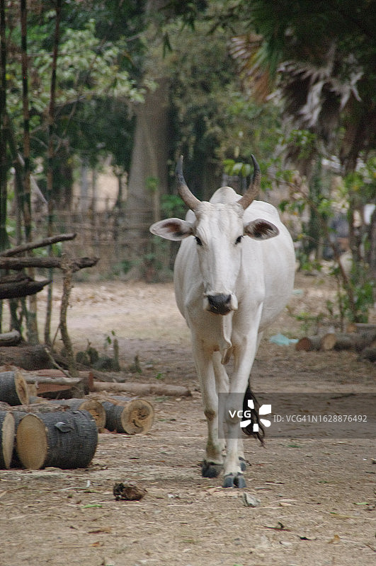 柬埔寨生活图片素材