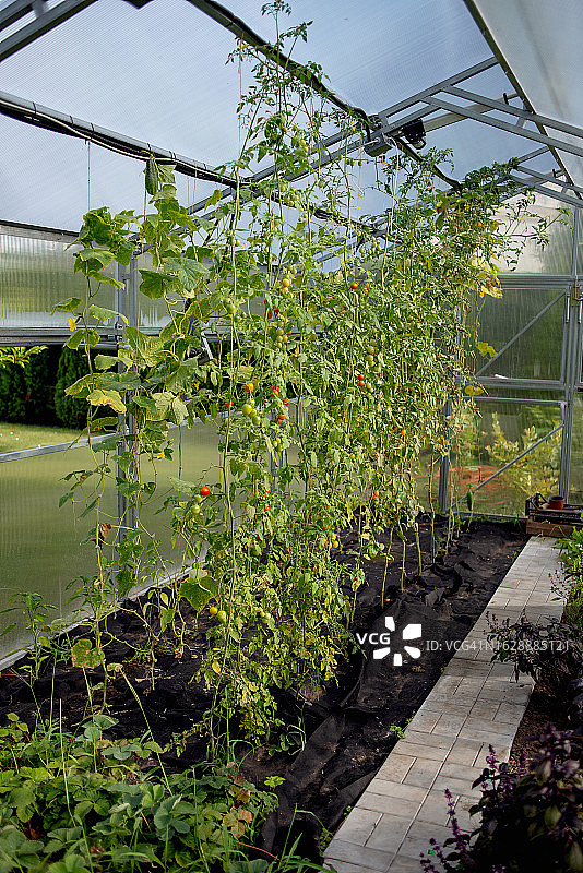 藤蔓上生长的西红柿图片素材