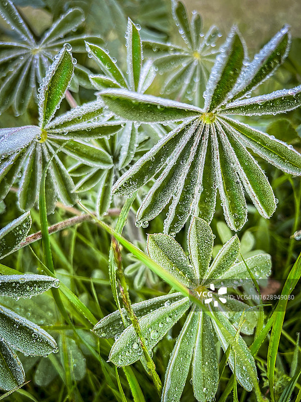 羽扇豆和露珠图片素材