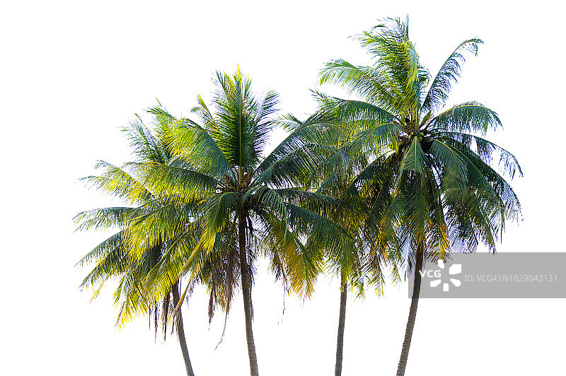 白色背景上的一群椰子树图片素材