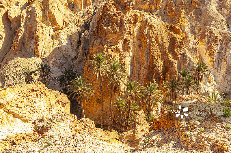 突尼斯舍比卡山绿洲图片素材