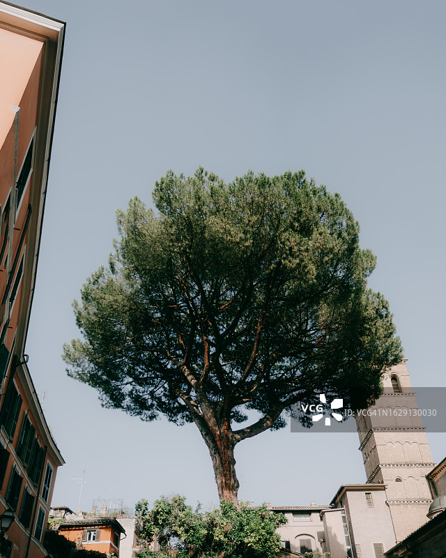 意大利罗马特拉斯提弗列的标志性树木图片素材