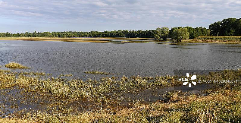 夏季洪水冲积森林，中易北河生物圈保护区，萨克森-安哈尔特，德国图片素材