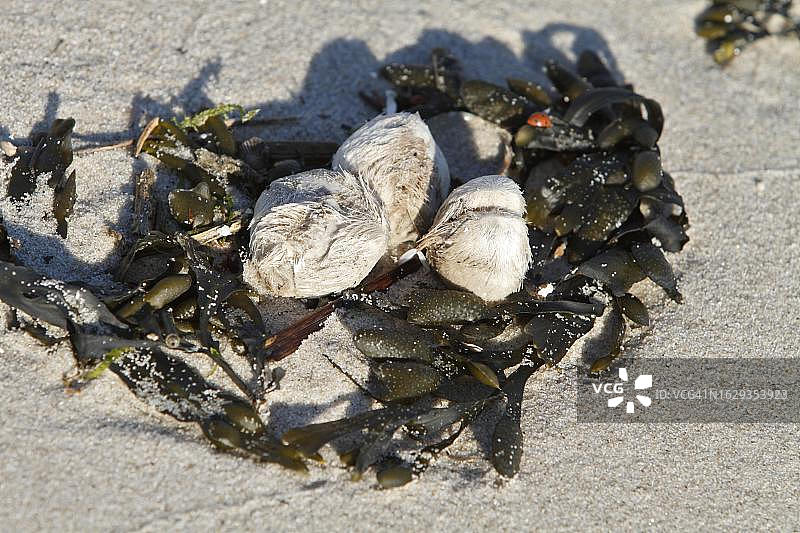 北海海胆外壳与囊泡藻，德国下萨克森明瑟纳奥格图片素材