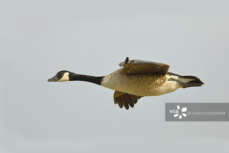 在阿尔特米尔湖上飞行的加拿大黑雁图片素材