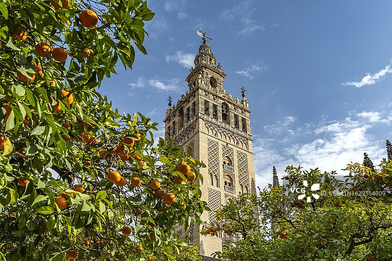 西班牙塞维利亚吉拉尔达钟楼和橘园图片素材