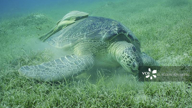 特写：绿海龟（学名：Chelonia mydas）在海草地上吃圆叶海草或面条海草（学名：Syringodium isoetifolium），龟壳上有两条䲟鱼，红海，萨法加，埃及图片素材