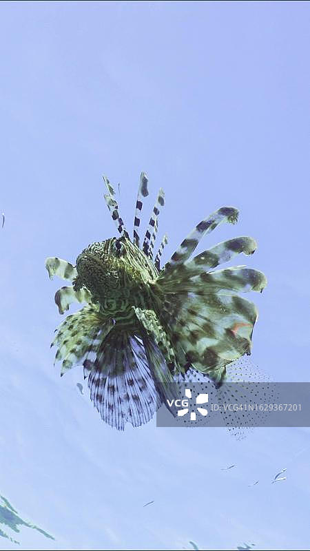 埃及红海阳光下逆光游弋的狮子鱼图片素材