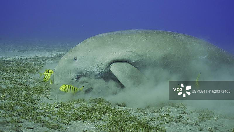 红海埃及海域：海牛与鲹鱼在海草地上图片素材