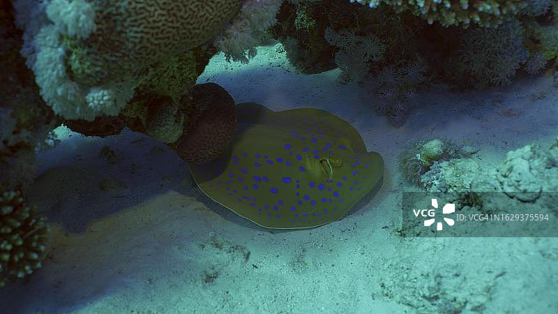 蓝点黄貂鱼或蓝点 ribbon 尾黄貂鱼 (Taeniura lymma) 位于珊瑚礁阴影中的沙质底部，红海，埃及图片素材