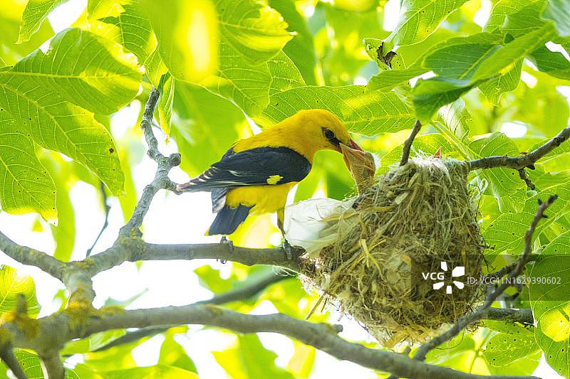 雄性欧亚金莺（Oriolus oriolus），匈牙利图片素材