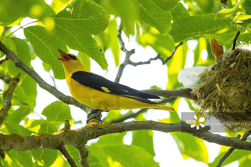 雄性欧亚金莺（Oriolus oriolus），匈牙利图片素材