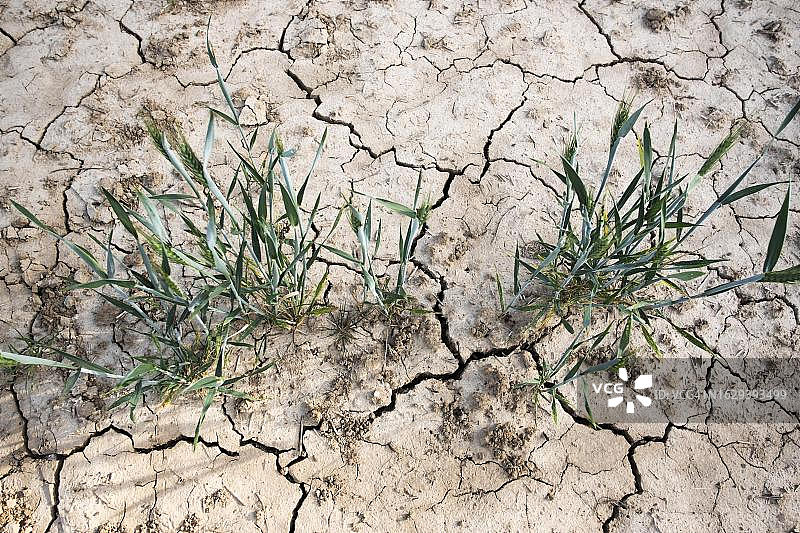 德国杜塞尔多夫，小麦田的土壤因长期干旱而出现裂缝和犁沟图片素材