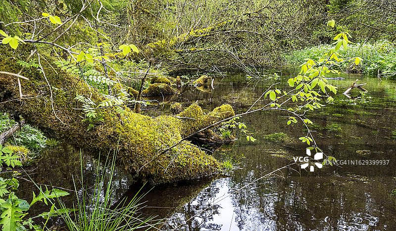 贝希特斯加登国家公园Obersee自然保护区风光图片素材