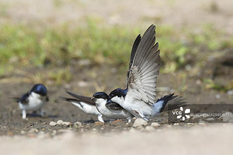 普通家燕在德国收集筑巢材料图片素材