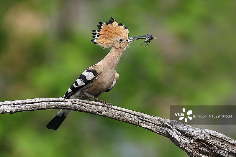 戴胜叼着蝼蛄在树枝上图片素材