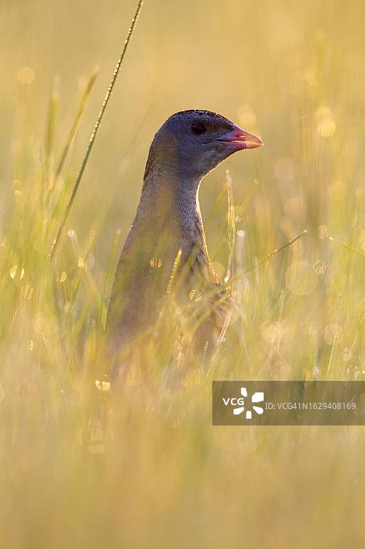德国易北河中部保护区逆光草地上的鸣叫秧鸡图片素材