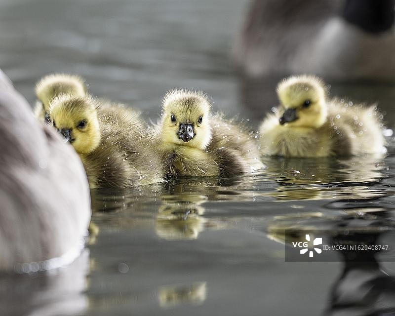 加拿大黑雁幼鸟特写：水中嬉戏，德国伊瑟隆图片素材
