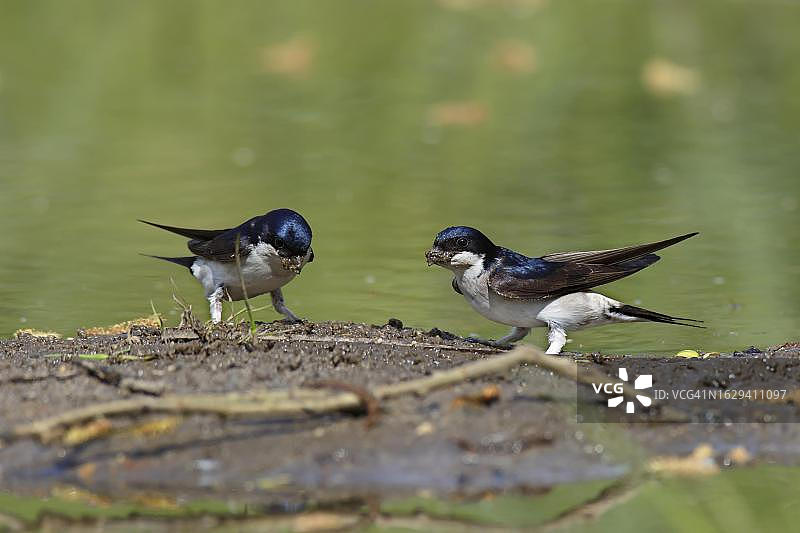 普通家燕在德国收集筑巢材料图片素材