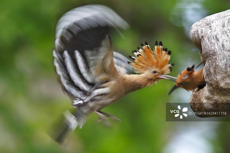 戴胜鸟喂养幼鸟，飞行动态研究，德国萨克森-安哈尔特州图片素材