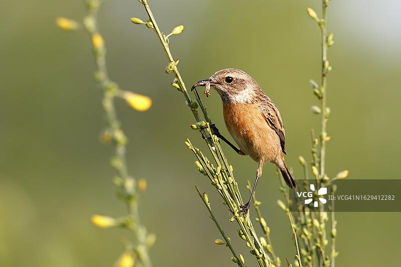 欧洲石鵖：雌鸟口衔猎物，德国萨克森-安哈尔特州图片素材