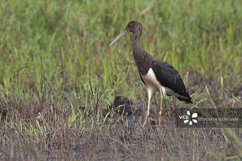 黑鹳幼鸟草地图片素材