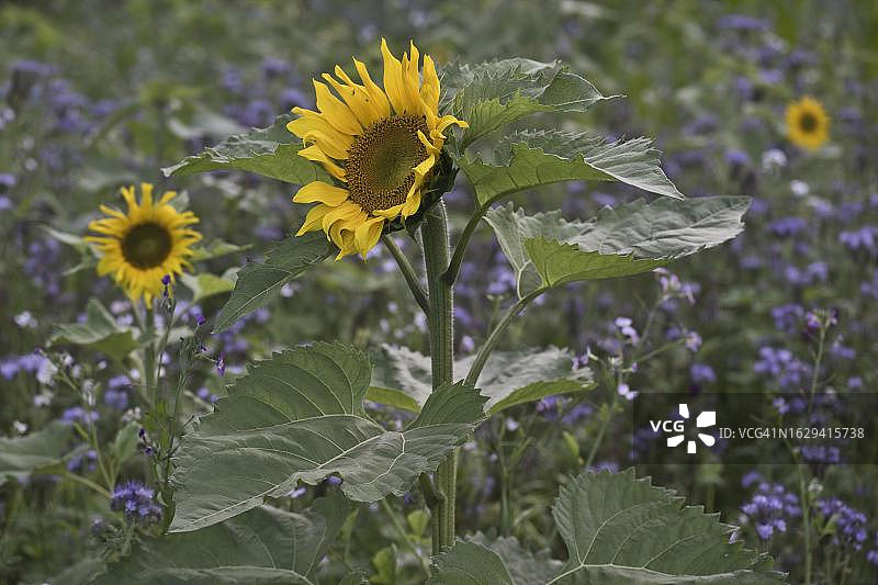 德国下萨克森州埃姆斯兰的向日葵和蝎子草图片素材