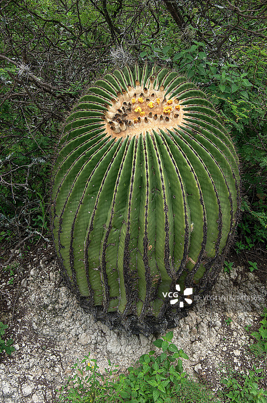 开花的巨型金琥仙人球图片素材