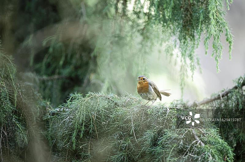 在德国多特蒙德，绿色冷杉树枝间隙中鸣叫的欧洲知更鸟图片素材