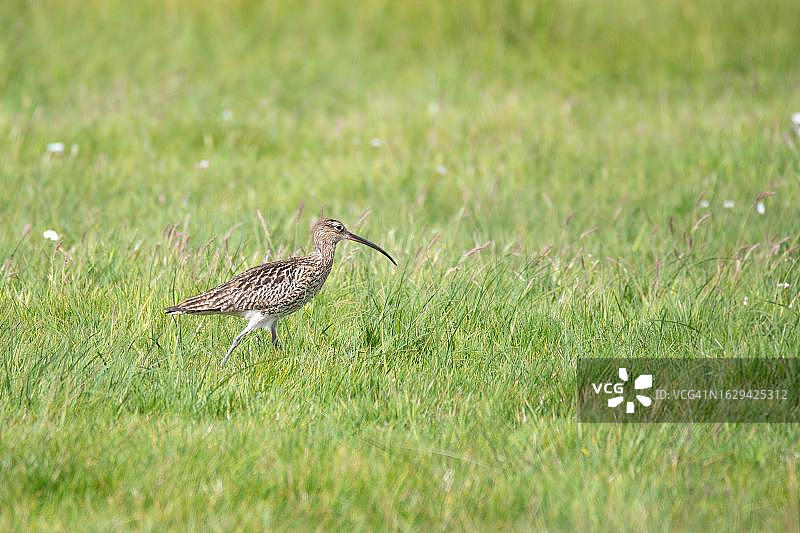 寻找食物的 Curlew 鸟图片素材